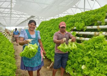 Itacamba promueve la producción hidropónica en el Pantanal