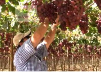 Ecofuturo Tarija activa más de 7.400 operaciones en créditos para PYMES