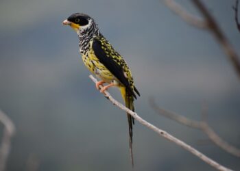 Ecofuturo reforesta el hábitat del ave Palkachupa para evitar su extinción