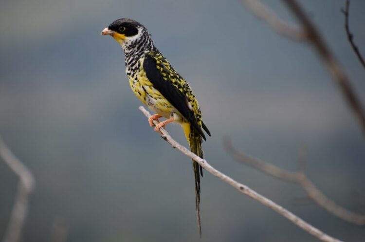 Ecofuturo reforesta el hábitat del ave Palkachupa para evitar su extinción