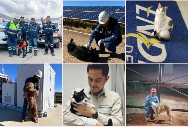 Más de 30 mascotas forman parte de los equipos de trabajo de ENDE