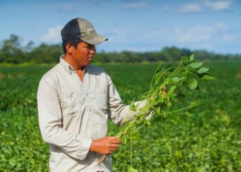 Bolivia: Soya y rotación de cultivos, la fórmula para la agricultura sostenible
