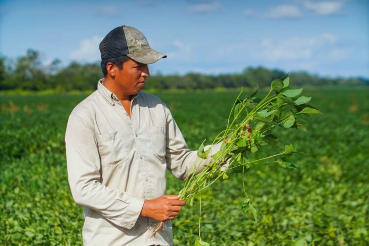 Bolivia: Soya y rotación de cultivos, la fórmula para la agricultura sostenible