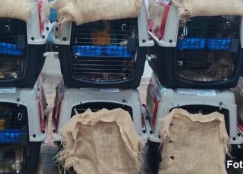 Repatrian desde Canadá a ocho parabas Barba Azul que están en peligro de extinción