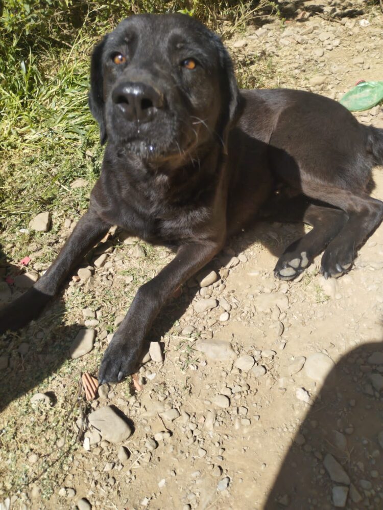Campaña “Por los Peluditos de la Calle” de Banco BISA sigue recorriendo el país.
