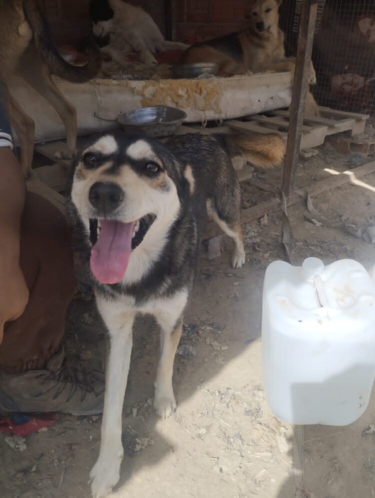 Campaña “Por los Peluditos de la Calle” de Banco BISA sigue recorriendo el país.