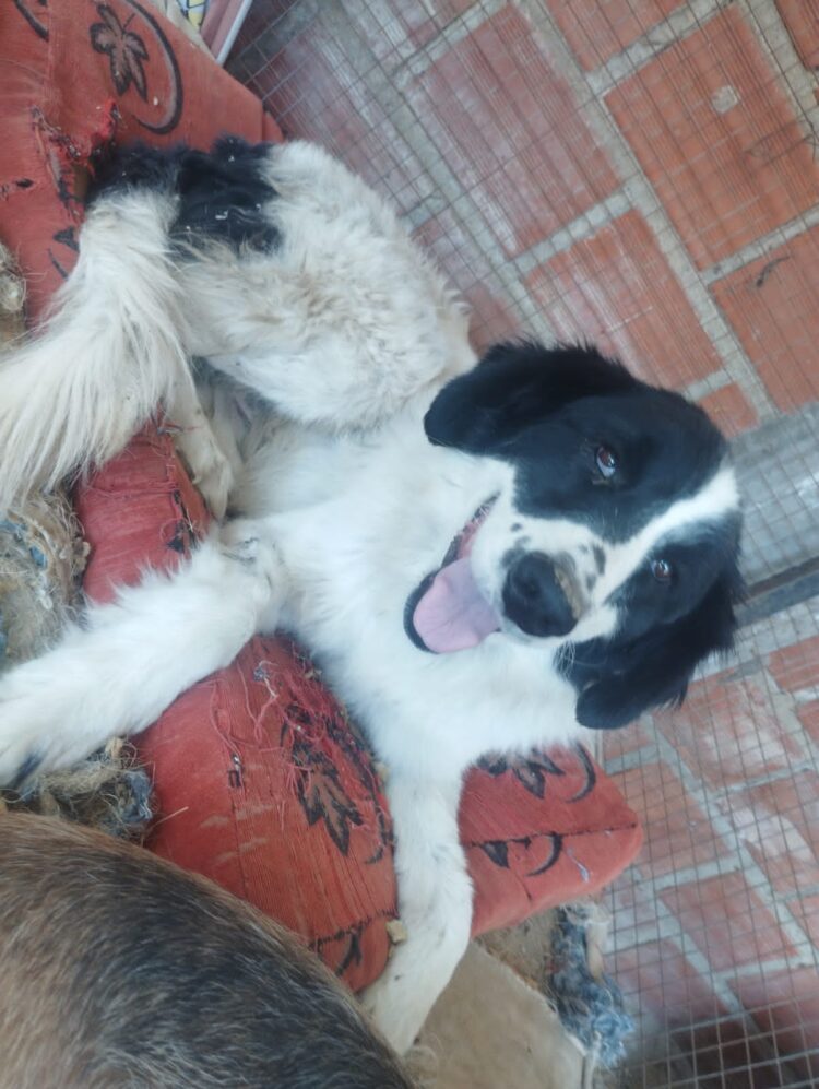 Campaña “Por los Peluditos de la Calle” de Banco BISA sigue recorriendo el país.