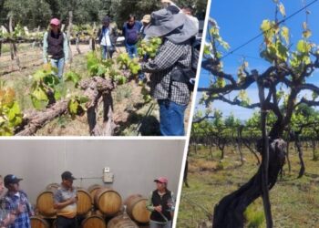 Formación Técnica Profesional: Visita de capacitación en empresas vitivinícolas de Jujuy y Salta, Argentina