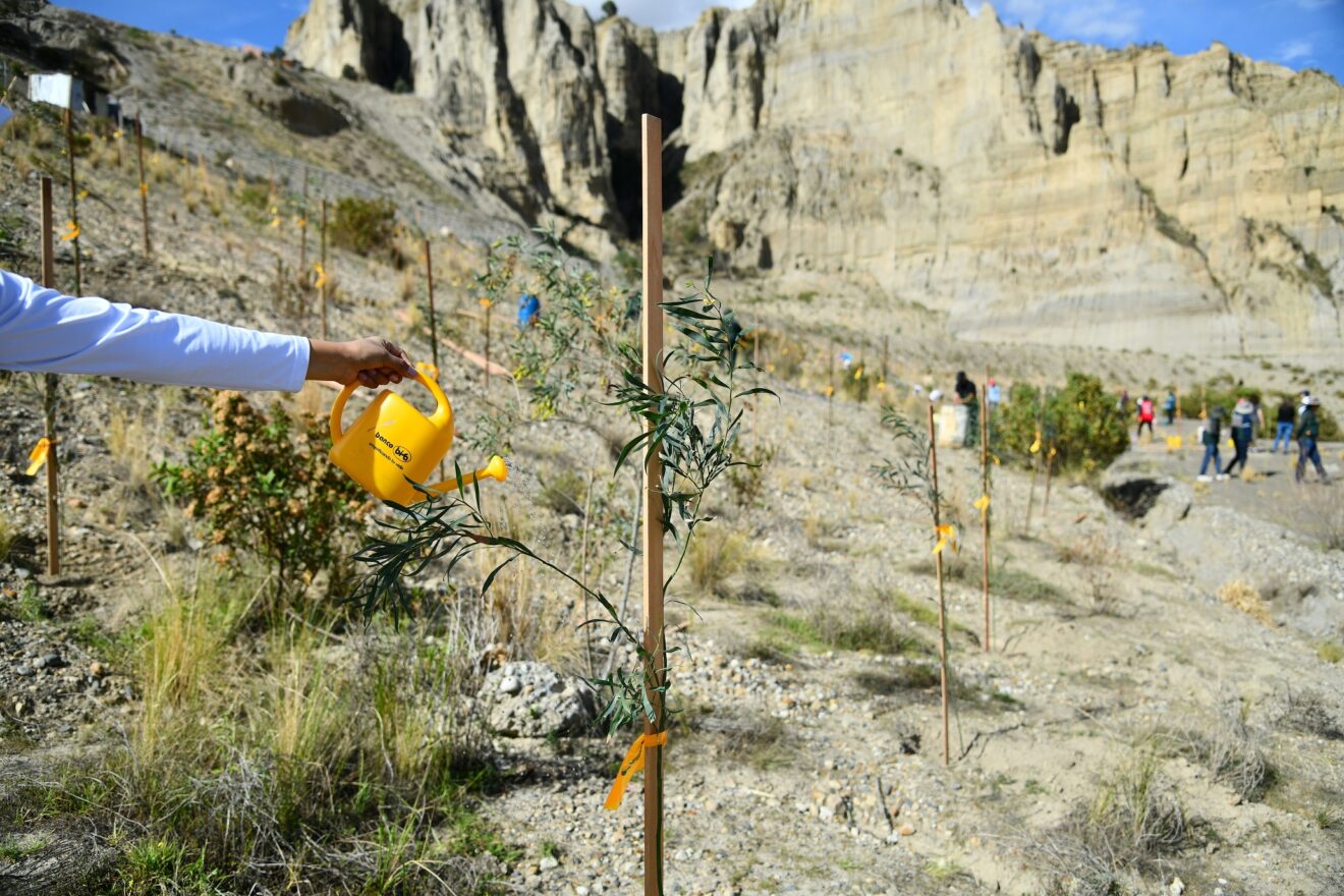 Banco BISA implementa el “Pulmón Achuma” en La Paz y suma más de 9.000 árboles en el país