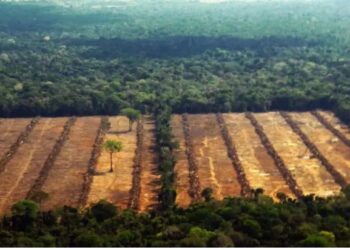 El Parlamento Europeo aprueba la ley de restauración de la naturaleza y apuntala entre reproches un pilar del Pacto Verde