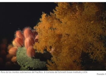 Descubren un tesoro de biodiversidad en las costas de Chile y Perú