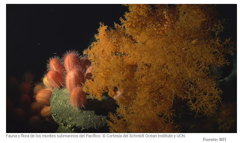 Descubren un tesoro de biodiversidad en las costas de Chile y Perú