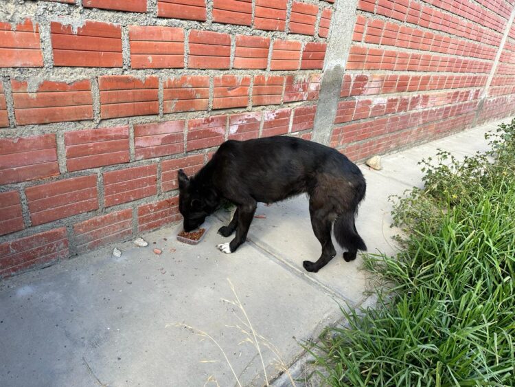 Banco Bisa apoya a la Fundación “Fénix” para el cuidado de los peluditos del albergue.