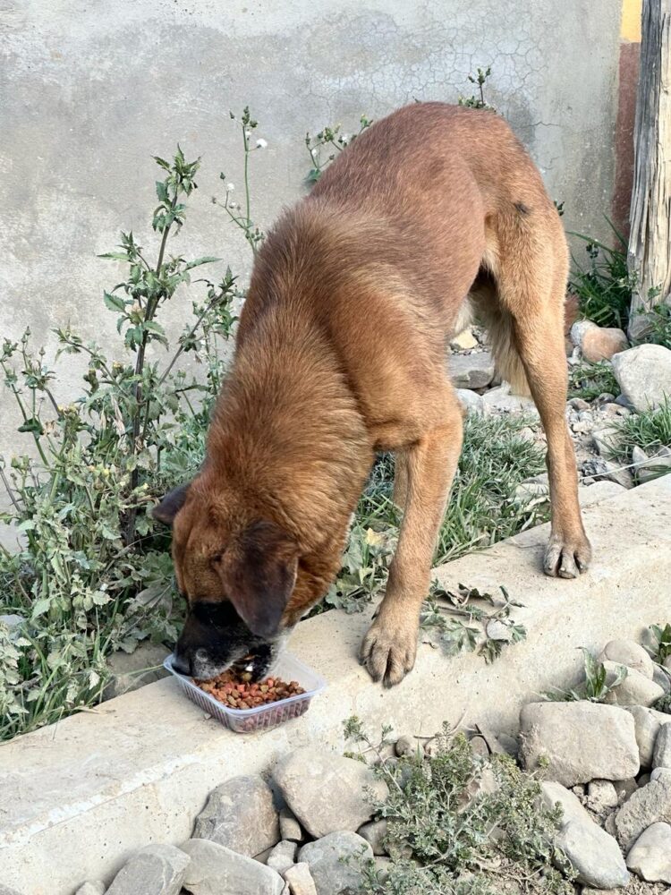 Banco Bisa apoya a la Fundación “Fénix” para el cuidado de los peluditos del albergue.