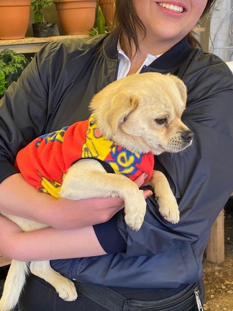 Banco Bisa apoya a la Fundación “Fénix” para el cuidado de los peluditos del albergue.