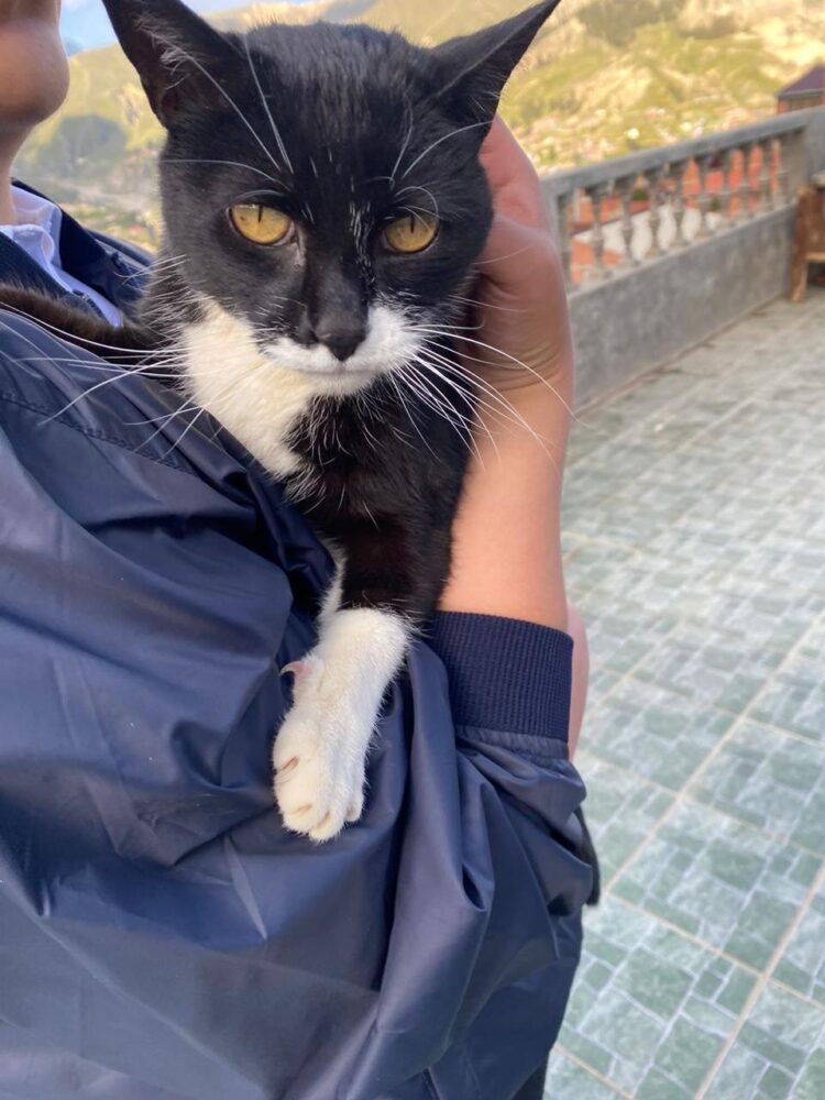 Banco Bisa apoya a la Fundación “Fénix” para el cuidado de los peluditos del albergue.