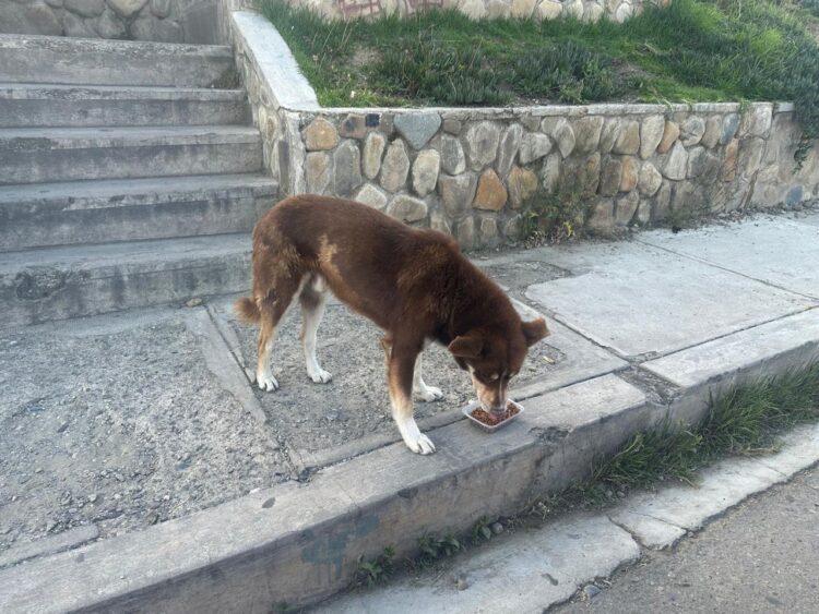 Banco Bisa apoya a la Fundación “Fénix” para el cuidado de los peluditos del albergue.