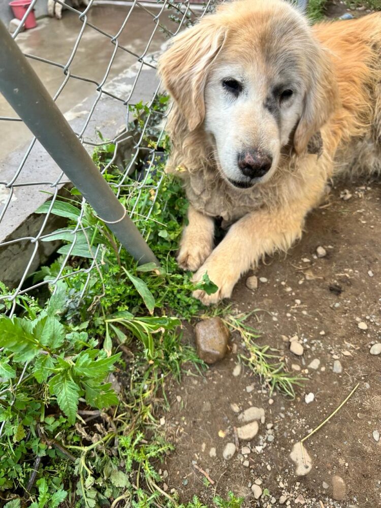 Banco Bisa apoya a la Fundación “Fénix” para el cuidado de los peluditos del albergue.