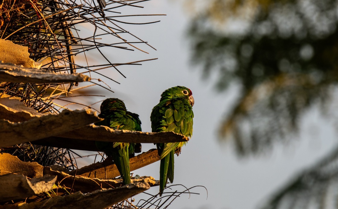 Para las finanzas la biodiversidad es el nuevo cambio climático