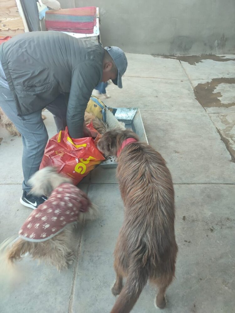 “Alma PRO Patitas” y “Animal Rights” fueron los albergues beneficiados por la campaña “Por Peluditos de la calle” de Banco BISA.