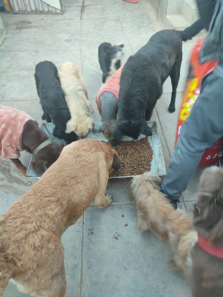 “Alma PRO Patitas” y “Animal Rights” fueron los albergues beneficiados por la campaña “Por Peluditos de la calle” de Banco BISA.