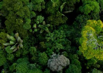 En Colombia el BBVA lanzó el primer bono de biodiversidad