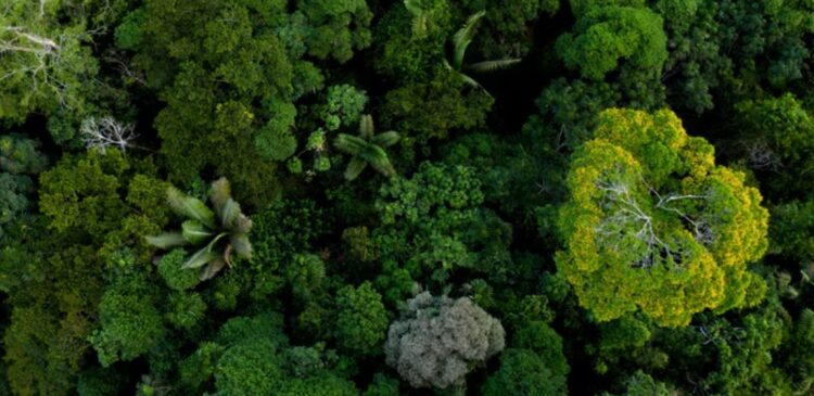 En Colombia el BBVA lanzó el primer bono de biodiversidad