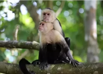 ¿Qué se juega América Latina y el Caribe en la COP16 de Cali?