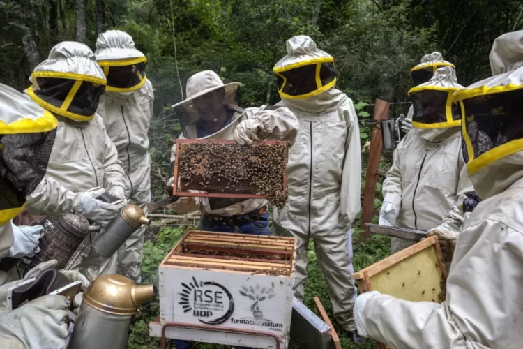 Jóvenes del Chaco Protegen 3000 Hectáreas y Consolidan la Apicultura Sostenible