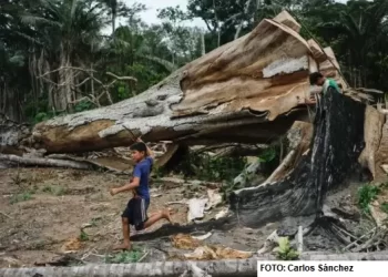 Bolivia líder en deforestación: se pierde el tamaño de 41 canchas de fútbol por hora
