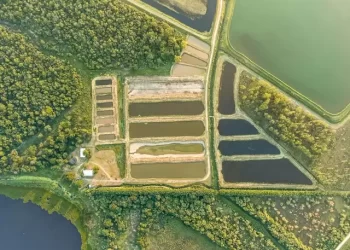 Crean un sistema rotativo entre la cría de pacú y la plantación de arroz que beneficia la biodiversidad