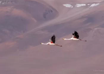 Amenazas silenciosas: nuevo censo analiza situación de los flamencos en el Triángulo del Litio