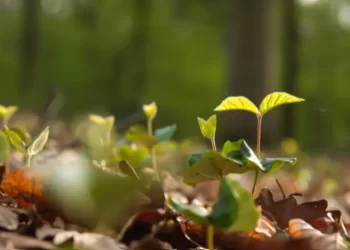 De lo sostenible a lo regenerativo: ¿Qué son las Culturas Regenerativas?