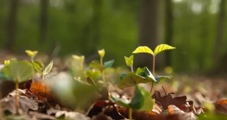 De lo sostenible a lo regenerativo: ¿Qué son las Culturas Regenerativas?