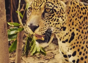 Cumplen 5 años desde que Banco Ecofuturo decidió apadrinar al jaguar Kusiy