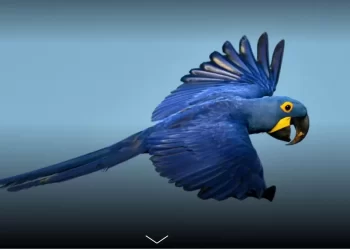 Para promover el cuidado de la biodiversidad lanzan Concurso Nacional de Fotografía