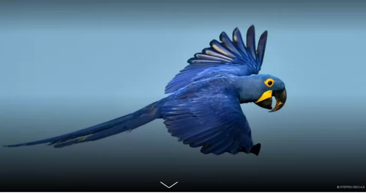 Para promover el cuidado de la biodiversidad lanzan Concurso Nacional de Fotografía