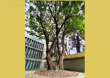 Banco Ecofuturo celebra El Día Mundial del Árbol preservando un Ceibo y dos Jacarandas