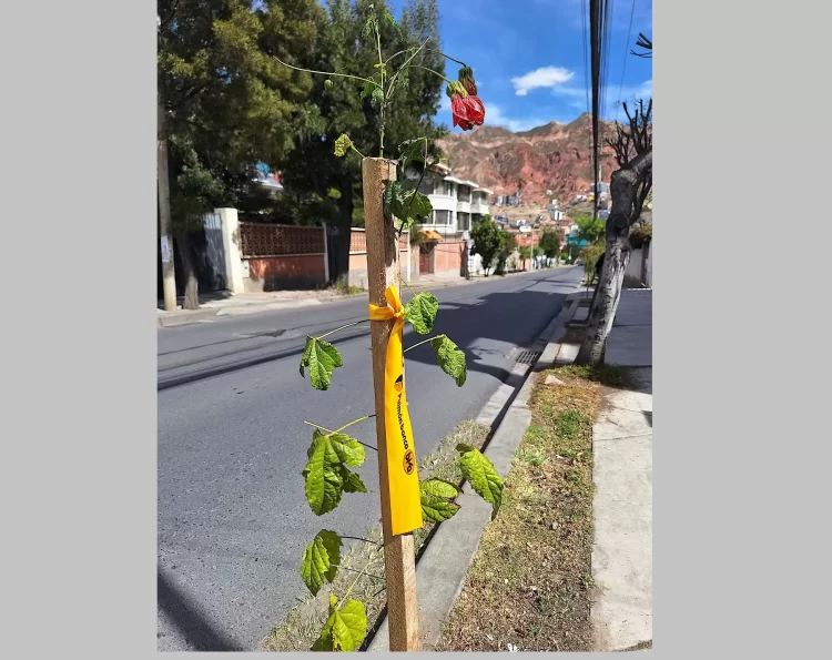 Pulmón Banco BISA impacta positivamente a Calacoto