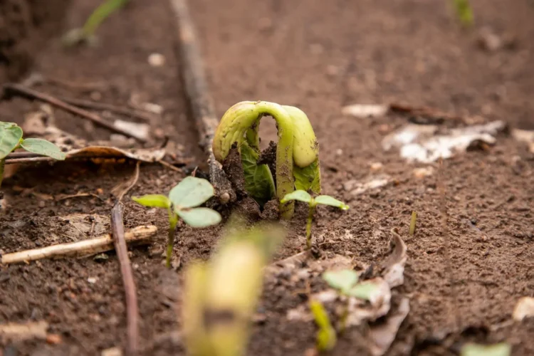 Donde el fuego dejó dolor, hoy florece esperanza: CBN entrega el proyecto de recuperación de Santa Rita