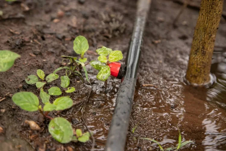 Donde el fuego dejó dolor, hoy florece esperanza: CBN entrega el proyecto de recuperación de Santa Rita