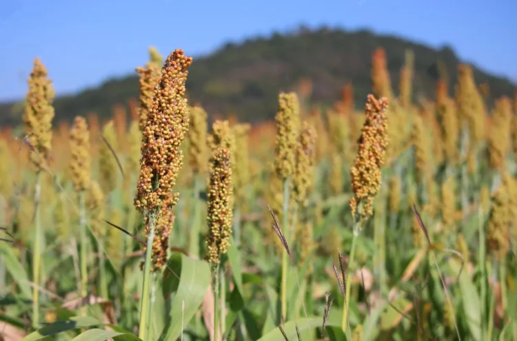 Oruro tiene más de 781 mil hectáreas con potencial productivo