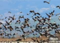 Aves migratorias amenazadas disparan alerta global en COP15