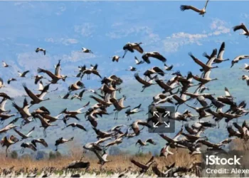 Aves migratorias amenazadas disparan alerta global en COP15