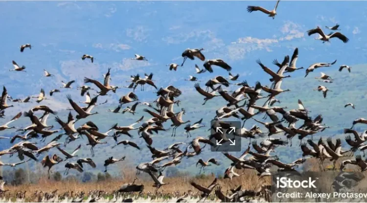 Aves migratorias amenazadas disparan alerta global en COP15