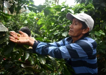 Conecta Café genera oportunidades de negocio para el café orgánico