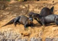 La nutria gigante entre las 40 nuevas especies protegidas declaradas por la ONU