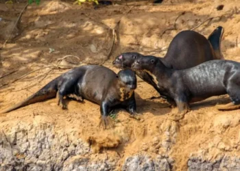 La nutria gigante entre las 40 nuevas especies protegidas declaradas por la ONU