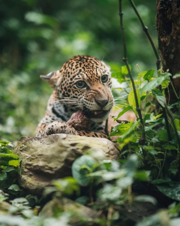 Senda Verde y CAMEBOL La Paz apuestan por un modelo donde prosperidad y naturaleza avancen juntas