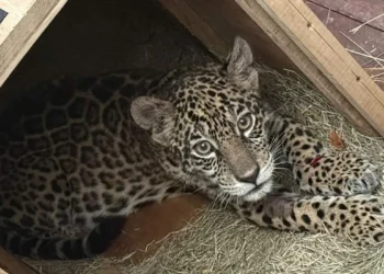 Cachorra de jaguar herida en Santa Cruz expone tráfico ilegal de fauna en Bolivia